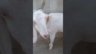 Haseen Bhoori or beti Bahar😍Bhoori or bahar key baal utarwa diye MashAllah TabarakAllah #goatlovers