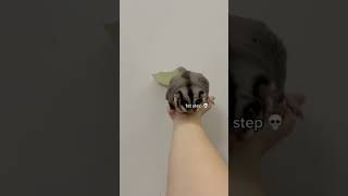 What It Feels Like To Have a Sugar Glider as Pet