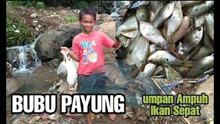 Umpan Ampuh bubu Ikan Sepat | Bubu Payung Ikan Sepat | Mancing Ikan