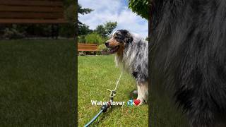 Water lover. #australianshepherd #bluemerle #aussie