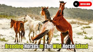 Breeding Horses In The Wild Horse Island Horse Breeding  #secretanimals @secret_animals