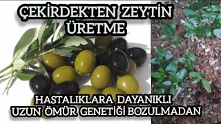 Meyve ağaçlarında çekirdekten çoğaltma, yetiştirmeÜretme genetiği bozulmadan, hastalıklara dayanıklı