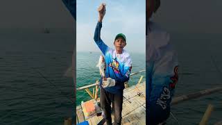 Strike ikan setengah jenaha #animals #fishing #fish #mancingmania #vidioshort #shortvideo #shorts