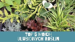 Top 5 moich ulubionych roślin