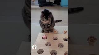 Funny Pets Shorts Clips Compilations Latest Funny Cute Cats Videos 😺😂😂 -EPS1160 #funnycats