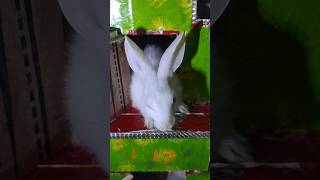 Rabbit in the house #rabbit #pets #pet #cutepets #shorts #youtubeshorts #short #shortsfeed