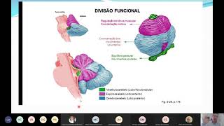 Cerebelo