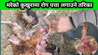 मरेको कुखुरामा रोग पत्ता लगाउने तरिका # poultry diseases treatment #santosh_adhikari#