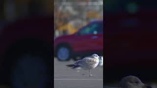 One-legged Seagull   #shorts #fyp #seagulls