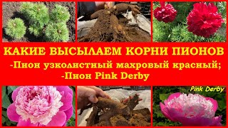 Какого качества высылаем корни пионов (пион узколистный махровый и Pink Derby)