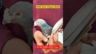 Best Quality Homers | SPS Pigeon LOFT |  Perambur | #pigeon  #racing #chennai #loft #india