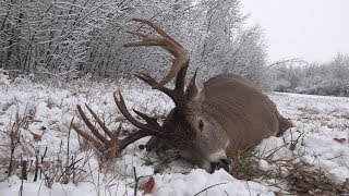 A 184" Alberta whitetail coming down the pipe!!!