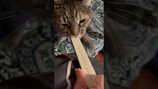 Cat Files Teeth Then Claws While Playing Metallica!