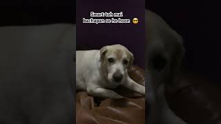 😍😍#doglover#labrador#cute#dog#viral#maakaladla#shortvideo#youtubeshorts#shorts#pets#petlover