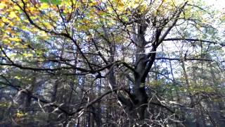 Wonderful tree,  wonderful autumn colours - Lage Vuursche