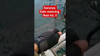 serunya kalo mancing ikan ini#shorts #mancingdibagan #fypmancing #mancingbaronang