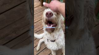 Will Dog get mad? #dogchallenge