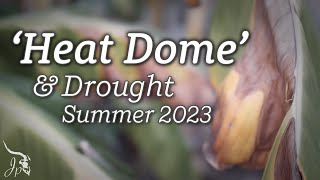 Heat Dome & Drought