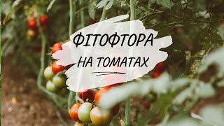 Сироватка проти фітофтори. Допоможе чи ні?