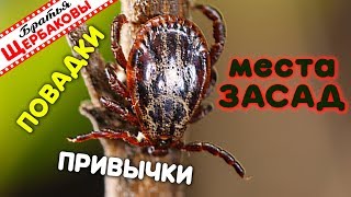 КЛЕЩИ. Типовые МЕСТА ЗАСАД, повадки, ПРИВЫЧКИ