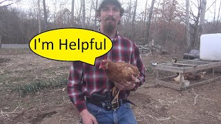 Using Chickens in Your Garden