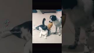 video divertenti di cani e gatti funny video cute dog cute cat #cat #dogs #funny #cane #gatto