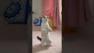 Adorable Cat Tries to Hold My Hand, But Gets Hilariously Upset! 😍 #shorts