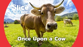 Cows' Astonishing Social Intelligence | FULL DOCUMENTARY