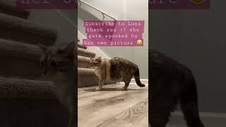 Subscribe to Luna thank you =) look at how she gets spoked by her own picture 😂