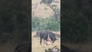 Buffalo 🐃 vs  Lion! #shorts #buffalo #lion #safari #hunt