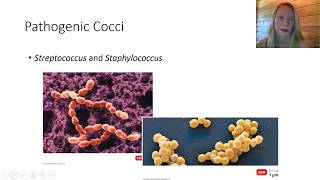 Pathogenic Cocci