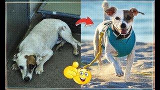 INSPIRING Animal Rescue Stories Homeless animals with a Broken Heart | before after