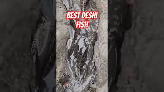 Best Deshi FISH | Deshi Fish in the Water #deshifish #fish