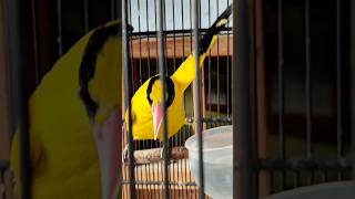 Burung kepodang emas lagi manja