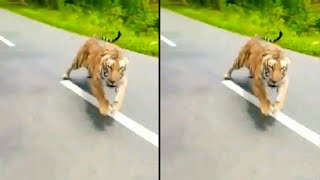 Wayanad tiger attack 🙄🙄ബൈക്ക് യാത്രക്കാർക്  നേരെ കടുവയുടെ  ആക്രമണം