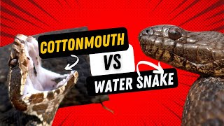 COTTONMOUTH or Harmless Water Snake?? Learn to Tell the Difference!