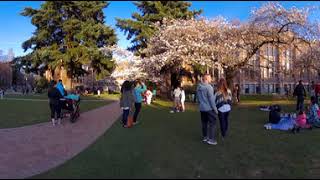 #360video University of Washington Cherry Blossoms 2018