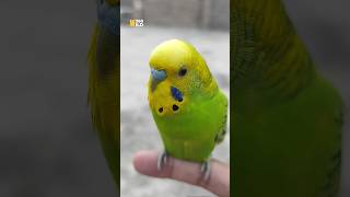 Blind Cute Budgie 🥺 #shorts #blinds