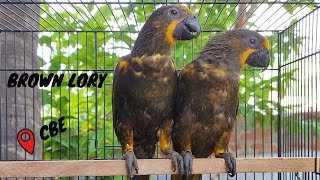 Brown Lory ll  Chalcopsitta duivenbodei ll Chirpkart ll Sale ll @ Coimbatore