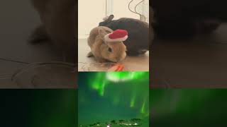 Funny 🐾 Frolic in the 🌿 Beauty of Amazing Nature's Space Festivity! 🎡🌍.mp4