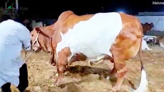 MASHAALLAH DILBAR HEAVY BEAUTY BULL JAMAL CATTLE FARM || BIGGEST BULLS IN PAKISTAN