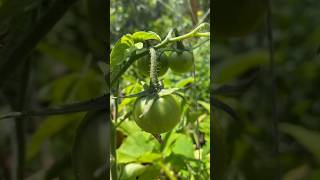 #tomatoes #courgette #aubergines