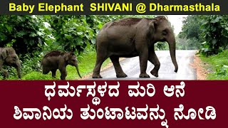 ಧರ್ಮಸ್ಥಳದ ಮರಿ ಆನೆ ಶಿವಾನಿಯ ತುಂಟಾಟವನ್ನು ನೋಡಿ | Baby Elephant  SHIVANI @ Dharmasthala | PLAY NOW DAILY