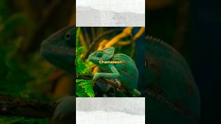 CHAMELEON ❗❗FAKTA YANG HARUS KAMU KETAHUI #shorts #faktahewan