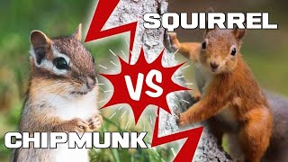 Chipmunks VS Squirrels | What's the Difference? - Animal a Day