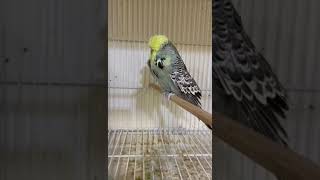 English Budgie ♥️#birds #birdbreeding #breeding #budgiesbreeding