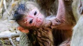 Adorable Wildlife! Amazing A Moment Mom Giving Birth Baby / Youtube