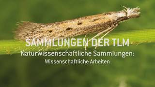 Artenvielfalt: Wissenschaftliche Erkenntnisse der Naturwissenschaftlichen Sammlungen