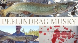 EPIC DAY with Peelindrag  |   4 RIVER Musky on the FLY!     (Blood warning)