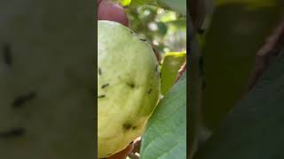 Guava#shorts#Youtubeshorts #guava